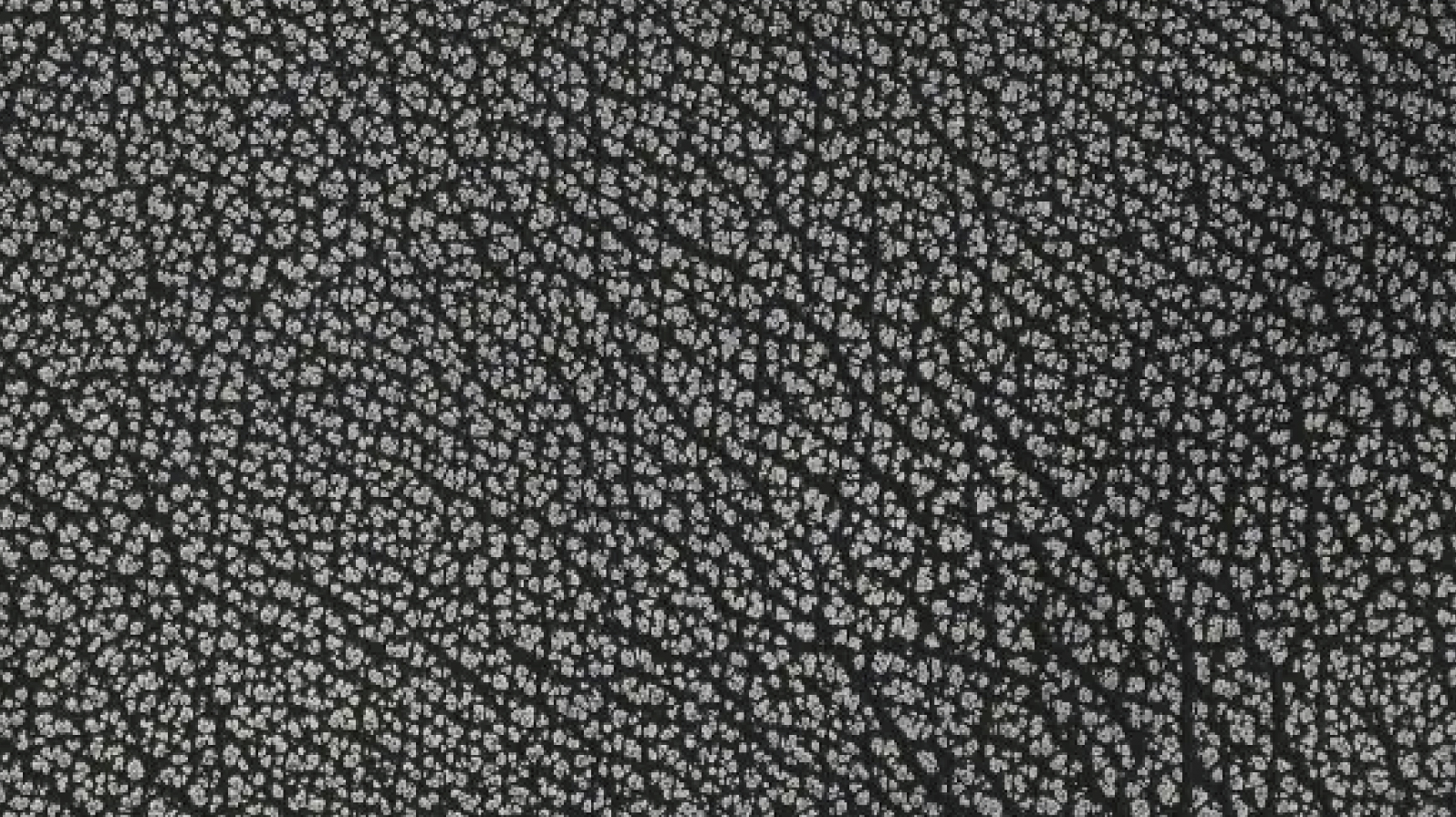 ブラックダルメシアン