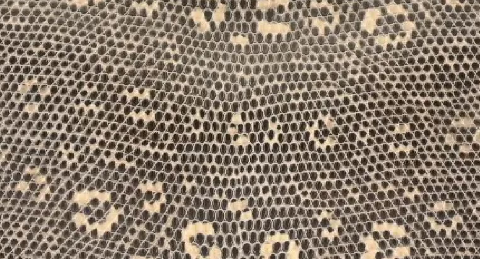 リザードナチュラ